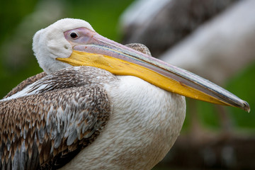 Portrait of a American Brown Pelican or Common Pelican (Pelecanus occidentalis)