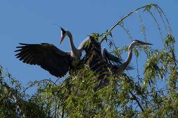 Two male grey herons fighting over a female heron