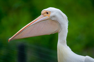 Profile headshot of a great white pelican (Pelecanus onocrotalus) also known as the eastern white pelican, rosy pelican or white pelican