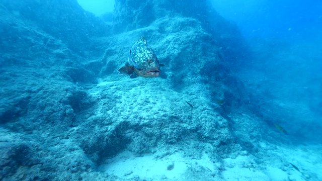 a big grouper fish underwater mediterranean sea scenery 