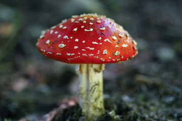 Red mushroom in the forest