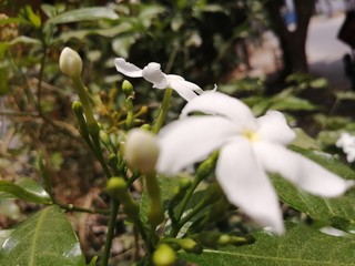 white flower