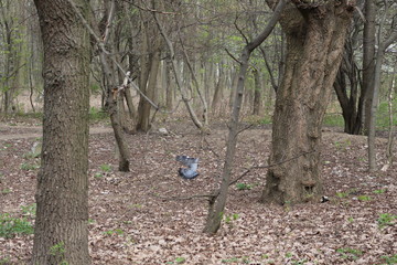 Wild forest pigeon whirlwind grazes on city lawns in early spring.