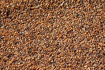 Sorghum grains seeds. texture background