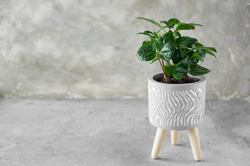 Coffee tree on a gray concrete background. The origin of coffee, the decoration of the office.