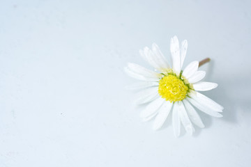 Fototapeta na wymiar white daisies on a blue background