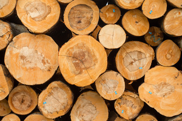 Fototapeta premium Wall of stacked wood logs
