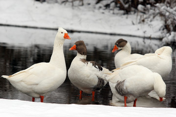Geese by a river in the winter in the snow