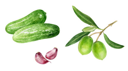 Cucumber olives garlic set watercolor isolated on white background
