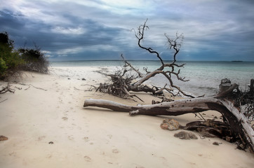 dead tree on the beach