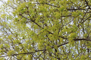 Fototapeta premium Yellow flowers bloom on maple in spring.