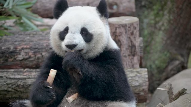 Panda bear eats young bamboo shoots