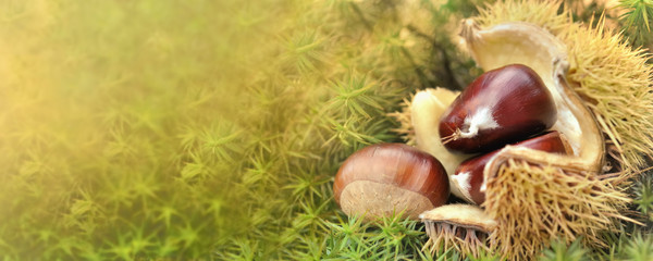 panoramic view on a freshness chesnut in shell  falled on the ground covered with moss