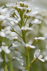 white flowers of a tree