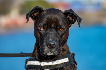 portrait of a black pitbull dog