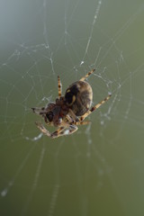 spider on the web