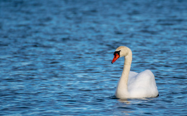 white swan on the water