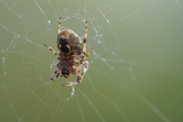 spider on the web