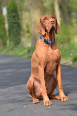 portrait of a brown dog