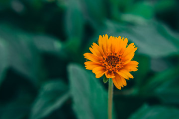 yellow flower in the garden