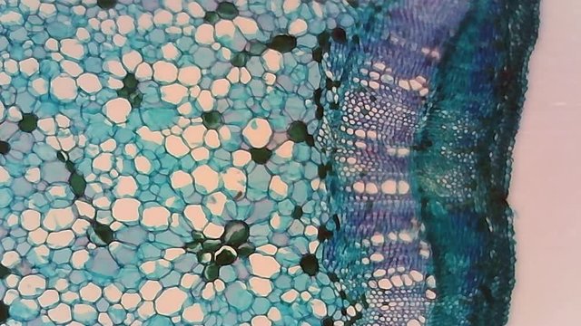 Microscope Cotton Stem Cross Section x1200