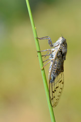 Closeup of Cicada orni on grass seen from profile in the south of France
