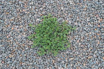 Alfalfa, clover that sprouts through a rubble stones to the surface. Large crushed stone for construction and repair work. Crushed stone scattered on the ground. Background, texture.
