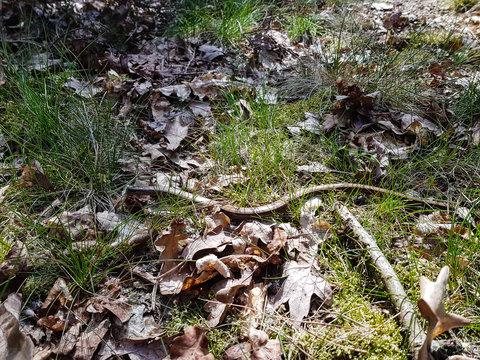 Blindschleiche - Anguis fragilis in Naturschutzgebiet Fischbeker Heide
