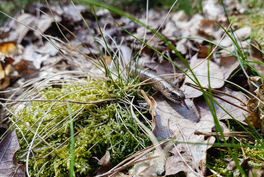 Blindschleiche - Anguis fragilis in Naturschutzgebiet Fischbeker Heide