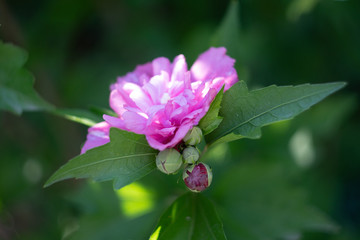 Pink flower on green