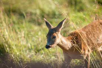 young ROE deer makes its way through the tall grass.