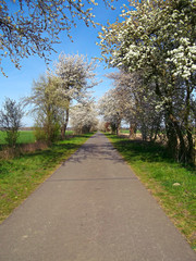 Fototapeta na wymiar Kirschblütenallee im Frühjahr in der Uckermark