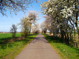 Kirschblütenallee im Frühjahr in der Uckermark