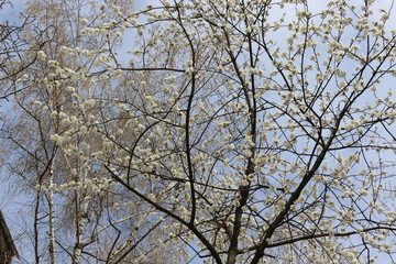 Fototapeta na wymiar Snow-white flowers bloomed on cherry plum in early spring