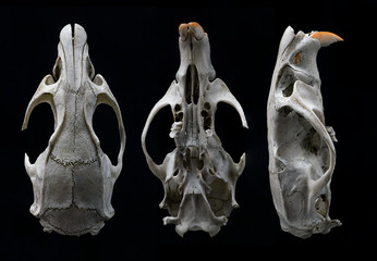 Animal skull cleaned of flesh by nature.