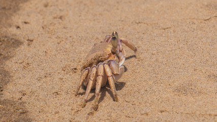crab on the beach