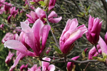 
Bright pink magnolia blossomed in a tree in early spring