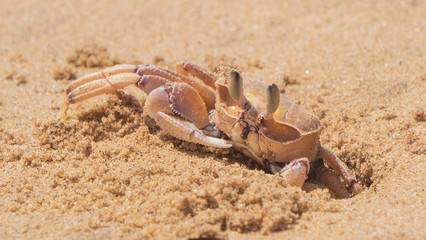 crab on the sand