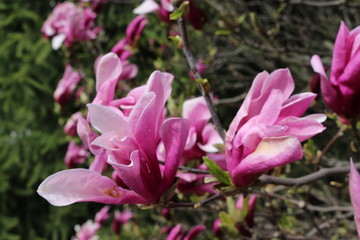 
Bright pink magnolia blossomed in a tree in early spring