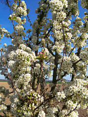 Kirschblüten im Frühjahr am Baum