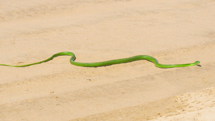 green mamba on a beach in South Africa
