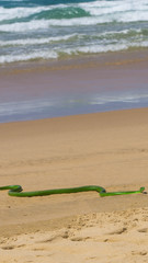 Fototapeta na wymiar green mamba on a beach in South Africa