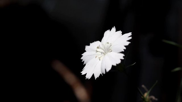 White colour flower stock footage.