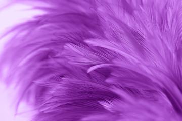 Obraz premium Purple chicken feathers in soft and blur style for background