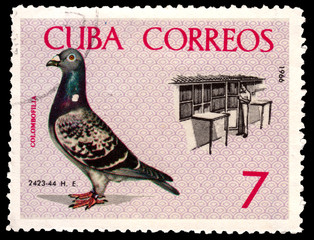 CUBA - CIRCA 1966: A stamp printed by Cuba shows Birds Pigeons. Breder tending coops Baracoa,...