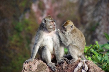 Naklejka na ściany i meble Monkeys at the Mount Batur on the Bali island in Indonesia, South East Asia