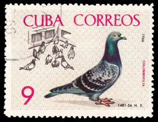 CUBA - CIRCA 1966: A stamp printed by Cuba shows Birds Pigeons. Breder tending coops Baracoa, Pigeons in Yard to Havana championship flight 1959 circa 1966