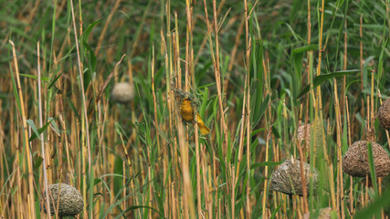 yellow bird building a nest in the reads by a river