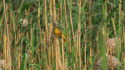 yellow bird building a nest in the reads by a river