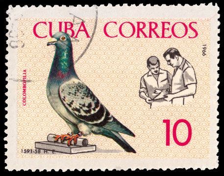 CUBA - CIRCA 1966: A stamp printed by Cuba shows Birds Pigeons. Breder tending coops Baracoa, Pigeons in Yard to Havana championship flight 1959 circa 1966